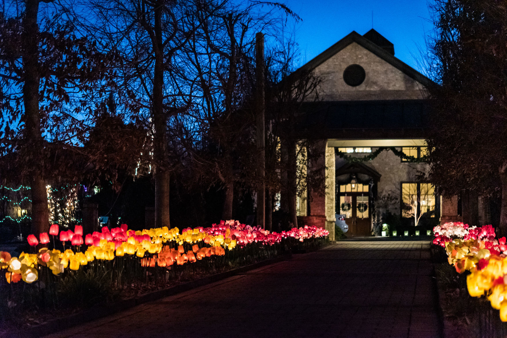 Ciener Garden Tulip Holiday Blooms Light Display